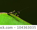 macro photo of black praying mantis on a leaf 104363035
