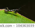 macro photo of black praying mantis on a leaf 104363039