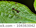 macro photo of black praying mantis on a leaf 104363042