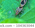 insects are mating, on the leaves in the morning 104363044