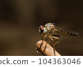 Macro photo of Robber fly (Holcocephala fusca) with blurred background, found in the wild 104363046