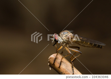 Macro photo of Robber fly (Holcocephala fusca) with blurred background, found in the wild 104363046