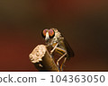 Macro photo of Robber fly (Holcocephala fusca) with blurred background, found in the wild 104363050