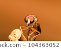 Macro photo of Robber fly (Holcocephala fusca) with blurred background, found in the wild 104363052