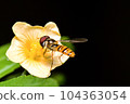 photo of a flower bee in charge of helping flower photosynthesis in the garden 104363054
