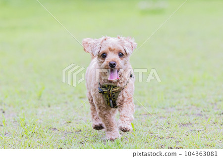 A small brown dog running on the grass 104363081