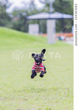 A small black dog jumping on the grass 104363083