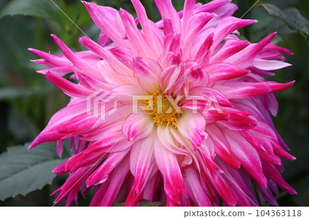 百花齊放、百看不厭的大麗花 - 2 104363118