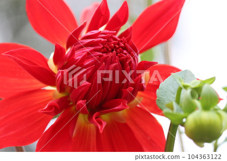 大麗花也被稱為天竺牡丹 104363122