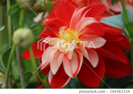 Gorgeous dahlia flowers in two colors - Seven 104363134