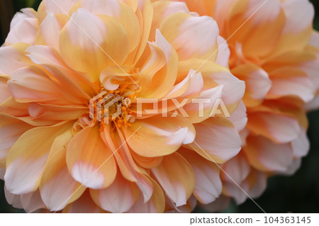 給人清爽感覺的雙色大麗花 104363145