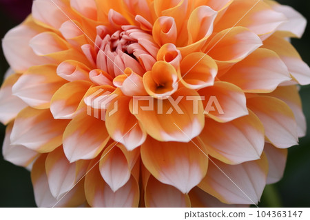 感覺清新的二色大麗花-十二 感覺清新的二色大麗花-十二 104363147