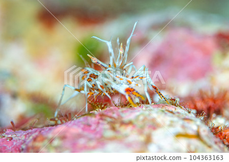 Freshwater fish Freshwater fish 104363163