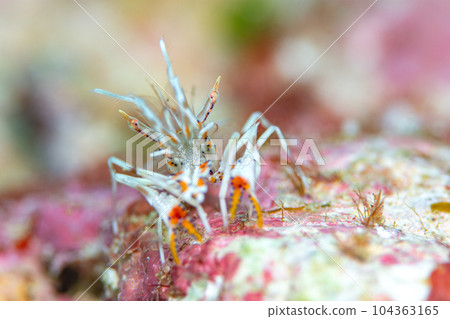 Freshwater fish 104363165