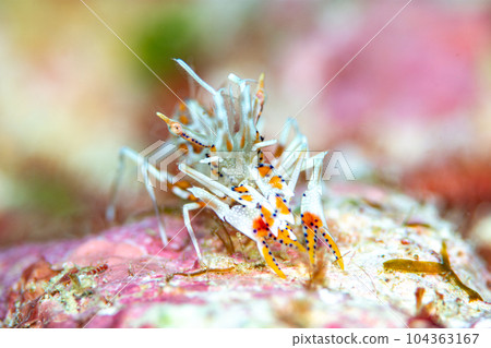 Freshwater fish 104363167