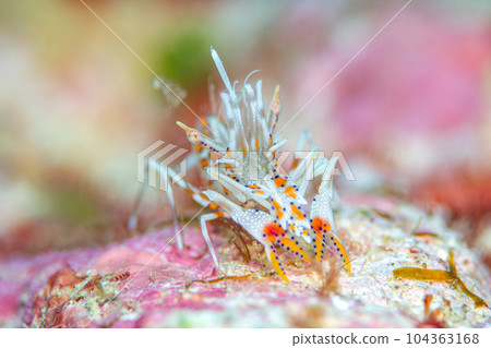 Freshwater fish 104363168