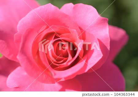 rose zoom up 104363344