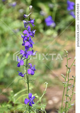 拉克斯布爾 104363469