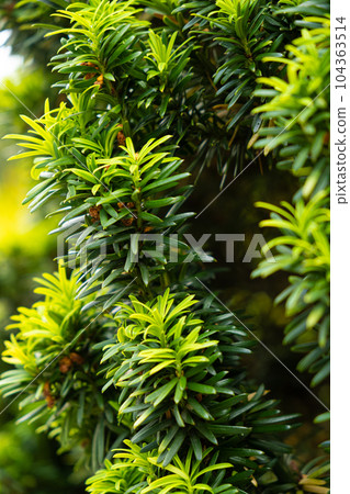Branches of yew berry close-up. Family Yew, order Pine. Branches of yew berry close-up. Family Yew, order Pine. 104363514