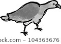 A right-facing pigeon is eating food Background transparent monochrome 104363676
