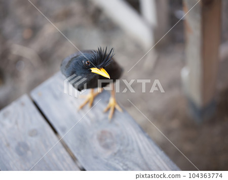 Gracula religiosa(Sturnidae)They live Southeast Asia. 104363774