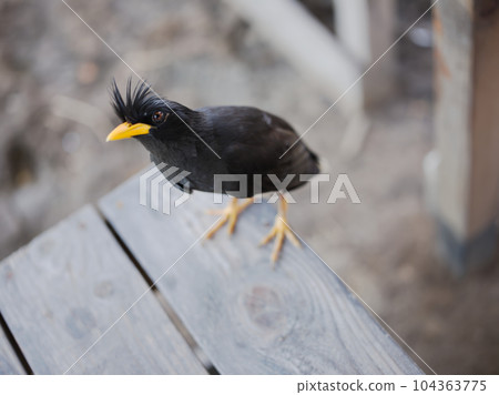 Gracula religiosa(Sturnidae)They live Southeast Asia. 104363775