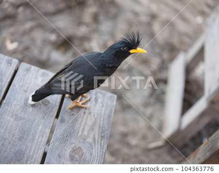Gracula religiosa(Sturnidae)They live Southeast Asia. 104363776