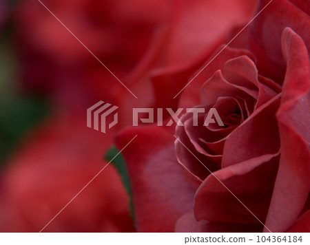 五月盛開的“紅茶”玫瑰 104364184