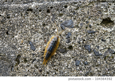 防波堤上的海膽 防波堤上的海膽 104364392