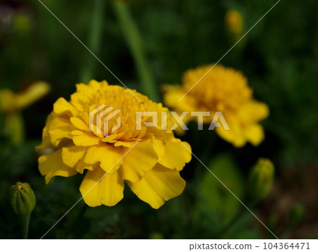 yellow marigold on a cloudy day yellow marigold on a cloudy day 104364471