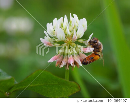 一隻蜜蜂掛在白三葉草花上,舔著花蜜(一隻蜜蜂棲息在花上的特寫) 一隻蜜蜂掛在白三葉草花上,舔著花蜜(一隻蜜蜂棲息在花上的特寫) 104364497