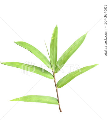 竹草 竹草 104364503