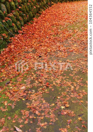 長滿青苔的石牆和落下的楓葉步行道秋景 長滿青苔的石牆和落下的楓葉步行道秋景 104364552