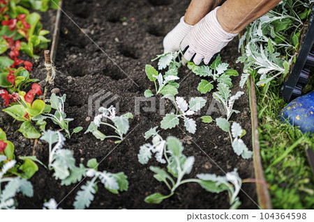 Spring gardening, planting flower seedlings. Hands of gardener in protective gloves at work 104364598