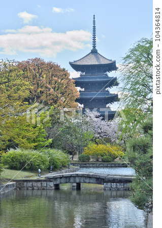 Toji的五層寶塔和櫻花 104364814