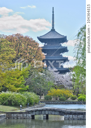Five story pagoda and cherry blossoms of Toji 104364815