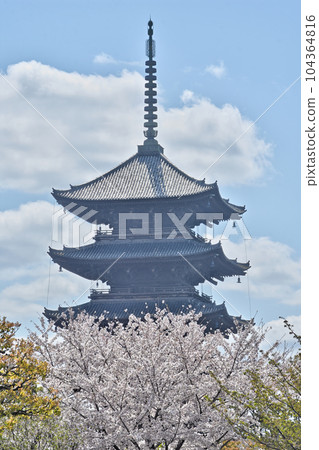 Five story pagoda and cherry blossoms of Toji 104364816