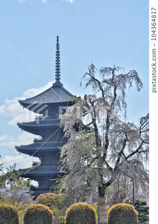 Toji的五層寶塔和櫻花 104364817