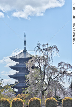 Five story pagoda and cherry blossoms of Toji 104364818