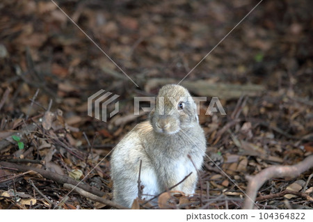 Baby Rabbit on Rabbit Island (Okunoshima, Hiroshima Prefecture) Baby Rabbit on Rabbit Island (Okunoshima, Hiroshima Prefecture) 104364822