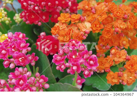 Kalanchoe of the double bloom 104364967