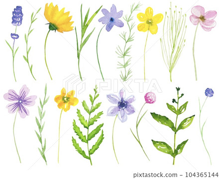 Collection of meadow flowers and herbs, set of watercolor wildflowers Collection of meadow flowers and herbs, set of watercolor wildflowers 104365144