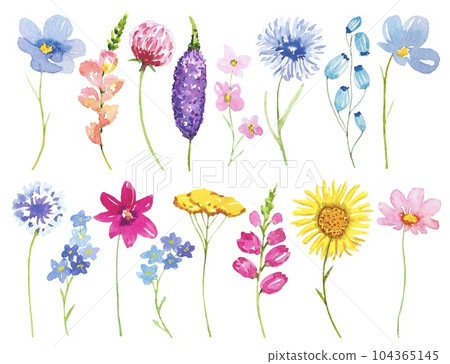 Collection of meadow flowers and herbs, set of watercolor wildflowers Collection of meadow flowers and herbs, set of watercolor wildflowers 104365145