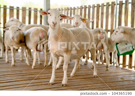 One sheep look at camera with wonder face and stand in front of other sheep in stable with day light One sheep look at camera with wonder face and stand in front of other sheep in stable with day light 104365190