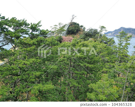 靜岡縣,小金崎的早春景色,二月 靜岡縣,小金崎的早春景色,二月 104365328