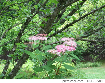 粉紅色繡線菊 104365500