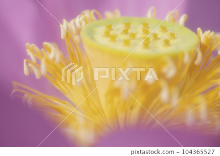 shining lotus stand shining lotus stand 104365527