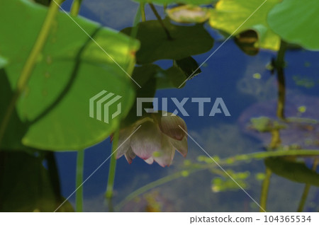 水中的蓮花 水中的蓮花 104365534