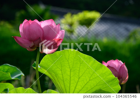 純蓮花 純蓮花 104365546