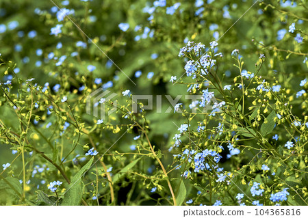 Cute green summer spring lawn with blue flowers forget me nots 104365816